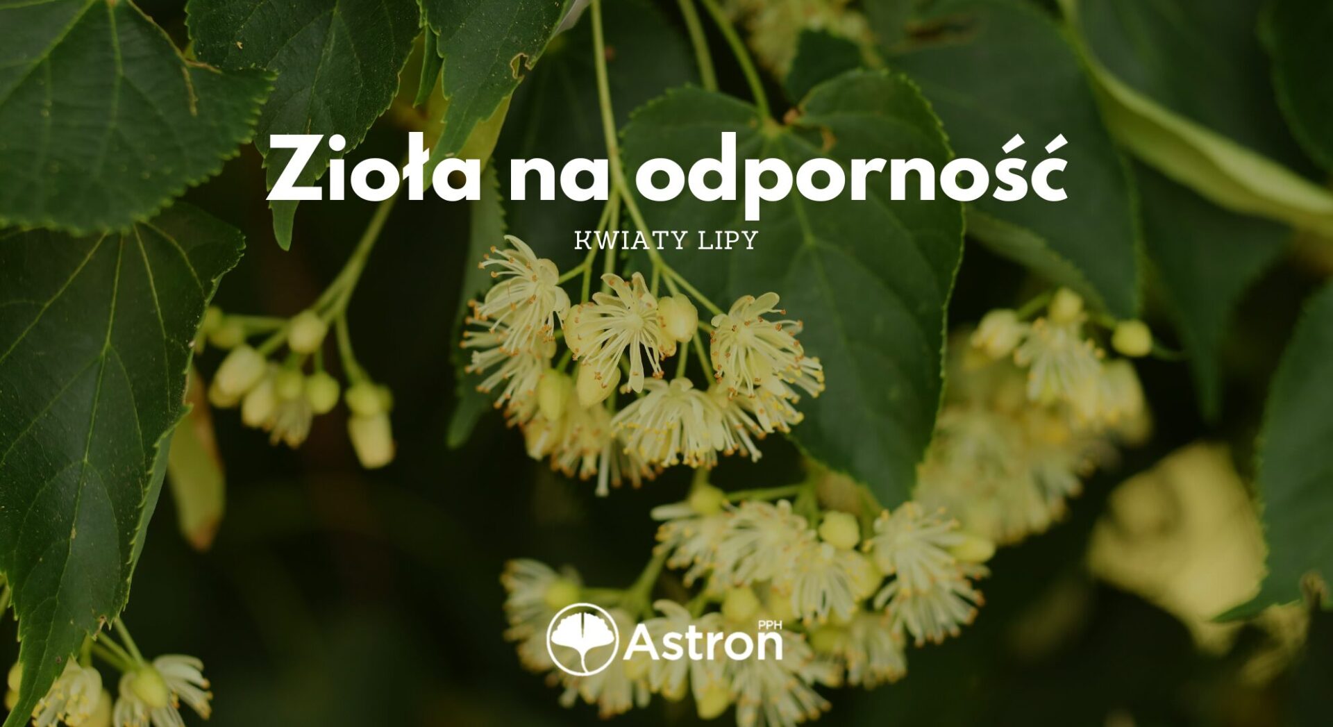 Zioła na odporność