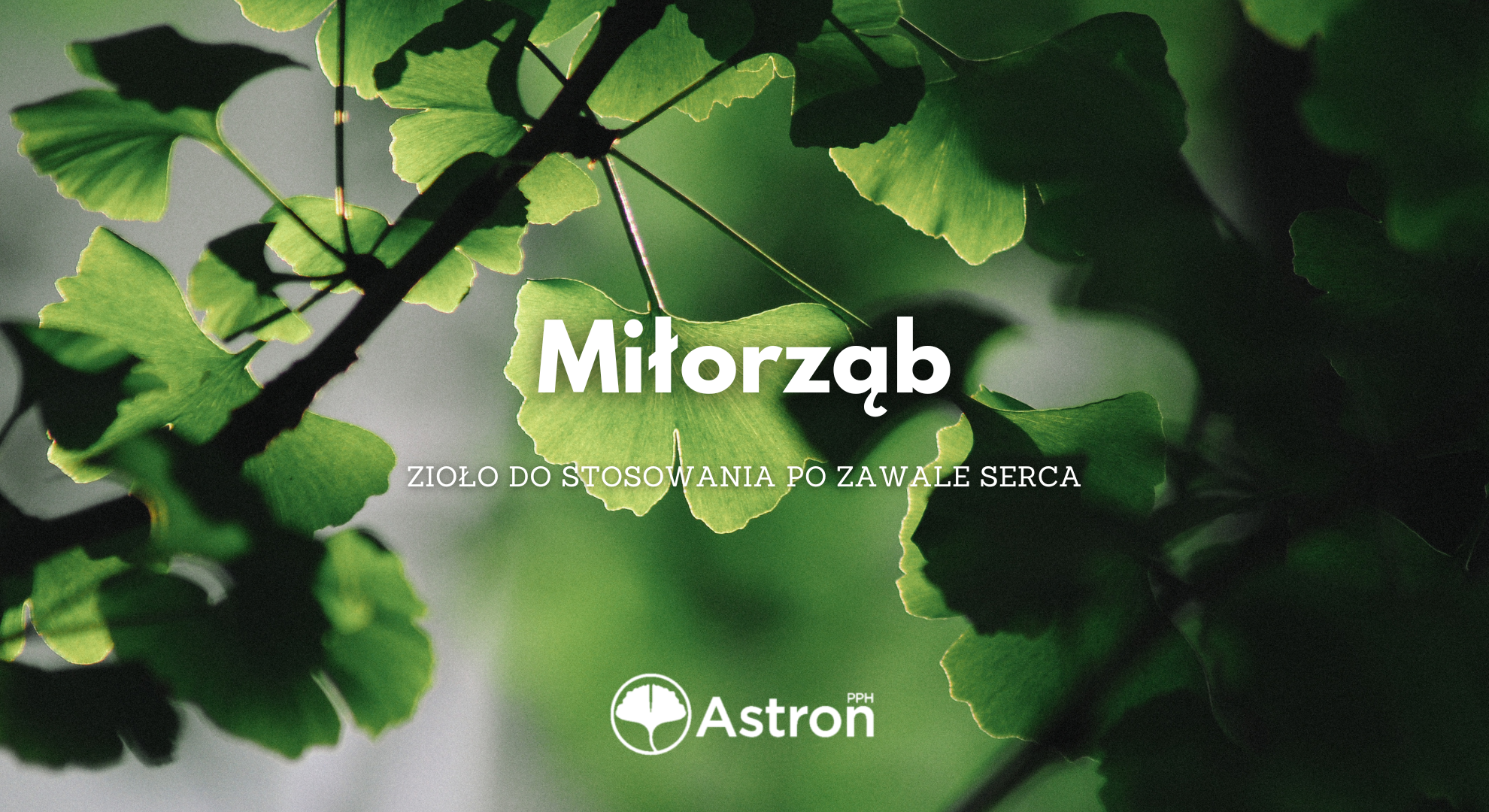 Miłorząb po zawale serca