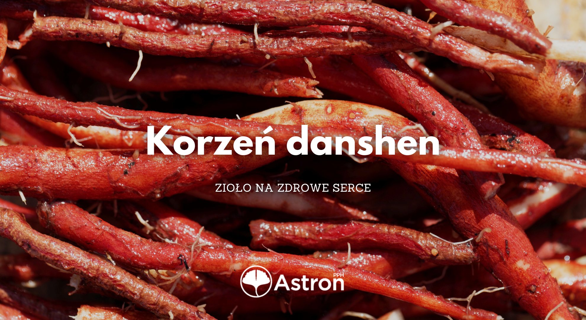 Korzeń szałwii czerwonej