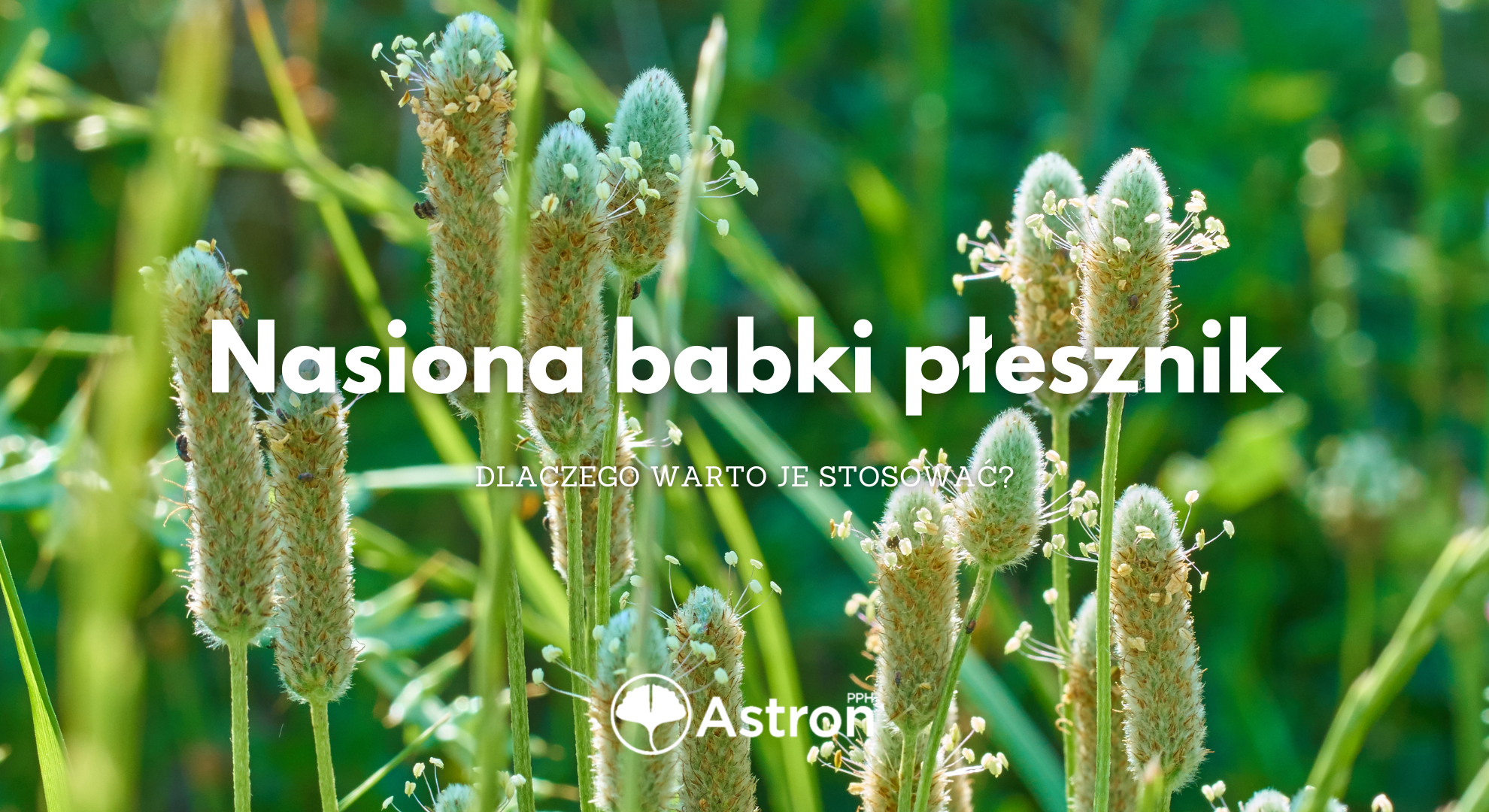 Nasiona babki płesznik