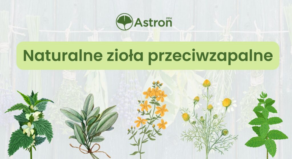 naturalne zioła przeciwzapalne w suszu – rumianek, nagietek, szałwia, pokrzywa, czystek, dziurawiec, mięta; do naparów, płukanek i okładów