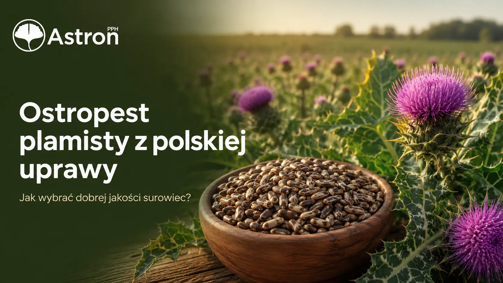 Ostropest plamisty z polskiej uprawy – Zielarnia Astron